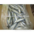 fresh BQF mackerel scomber japonicus
